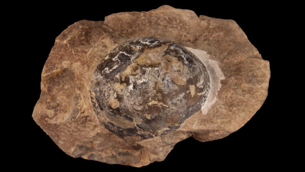 A first: Scientists find protected dinosaur sitting on the home of eggs with undeveloped fossilized organisms