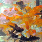 What is the scientific name of goldfish ?