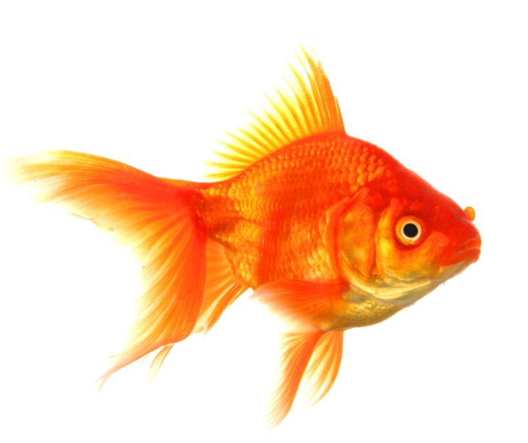 Goldfish: The Best Type of Fish Breed that People Love to keep at their Homes