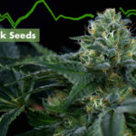 Green Crack feminized seeds