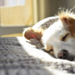 5 Ways CBD May Help Your Dog Sleep Better