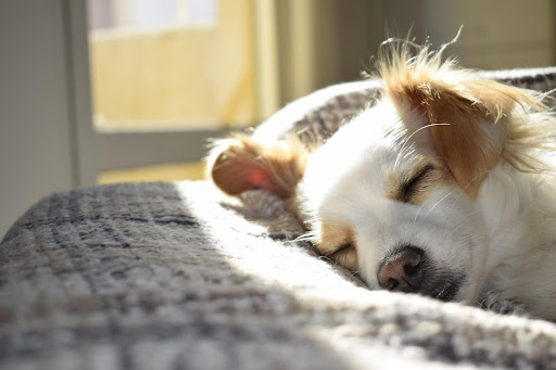 5 Ways CBD May Help Your Dog Sleep Better