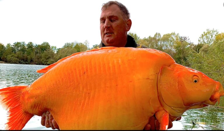 British Fisherman Catches A Whopping 30 Kg Goldfish, Could Break World Record
