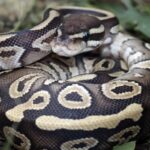 Python Was Dragging 5-Year-Old Boy Into Pool. Then This Happened