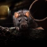 Director of rodent mitigation nyc application