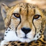 The Fragile Existence of Cheetahs: Expert Analysis