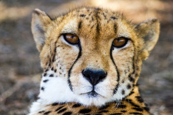 The Fragile Existence of Cheetahs: Expert Analysis